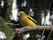 life of the Grose beak 