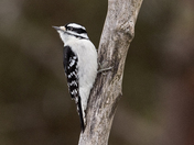 Downy Woodpecker