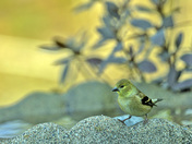 American Goldfinch