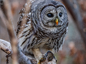 Owl caught a mouse