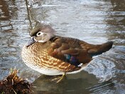 Wood Duck (Hen)