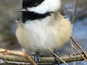 Little Chickadee 