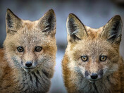 Fox Kits