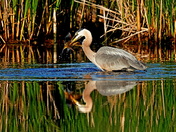 Blackwater National Wildlife Refuge