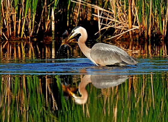 Blackwater National Wildlife Refuge