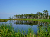 Blackwater National Wildlife Refuge