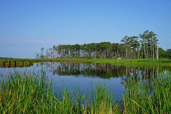 Blackwater National Wildlife Refuge