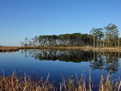 Blackwater National Wildlife Refuge