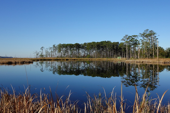 Blackwater National Wildlife Refuge