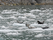 Kenai Fjords National Park