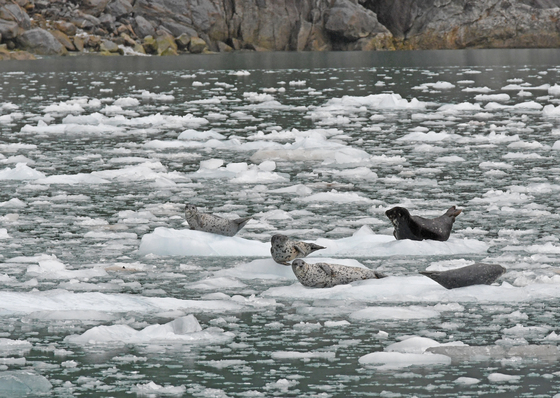 Kenai Fjords National Park