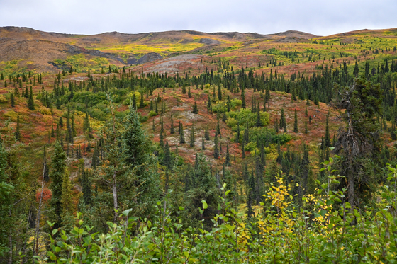 Denali National Park