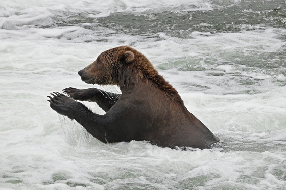 Katmai National Park