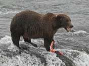 Katmai National Park