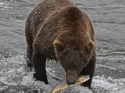 Katmai National Park