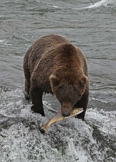 Katmai National Park