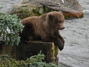 Katmai National Park