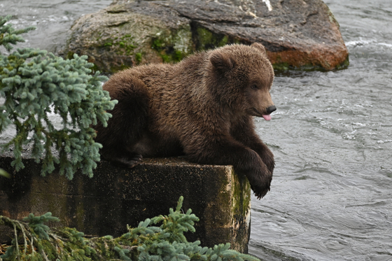 Katmai National Park