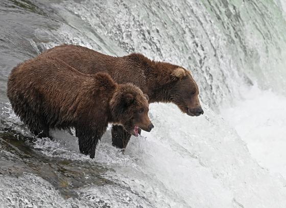 Katmai National Park