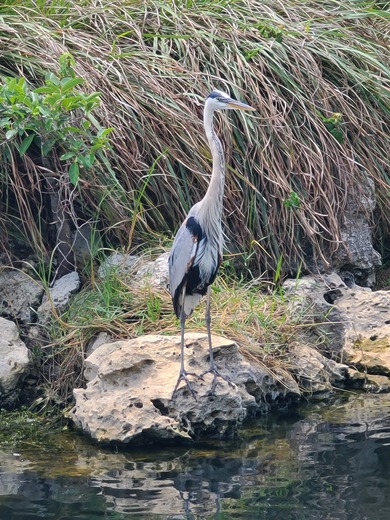 Big Cypress National Preserve