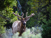 Grand Tetons, Lake Jenny 