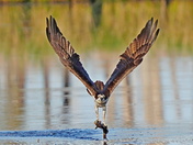 Blackwater National Wildlife Refuge