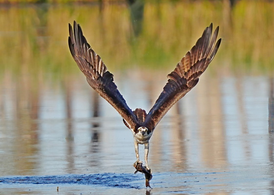 Blackwater National Wildlife Refuge