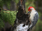 Red-bellied woodpecker