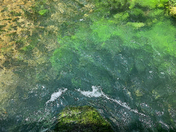 Ozark National Scenic Riverways (Alley Spring near Alley Spring Mill)