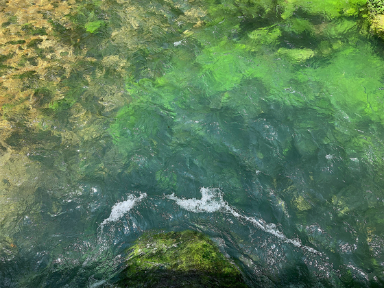 Ozark National Scenic Riverways (Alley Spring near Alley Spring Mill)