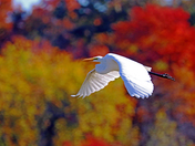 Great White Egret And Autumn Colours