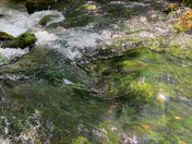 Ozark National Scenic Riverways (Alley Spring)