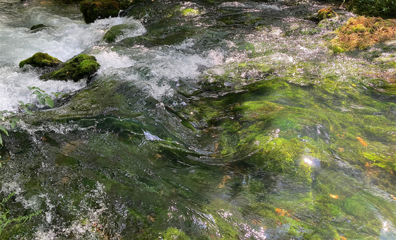 Ozark National Scenic Riverways (Alley Spring)