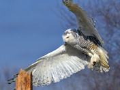 Snowy Owl