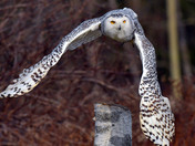 Snowy Owl