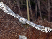 Snowy Owl