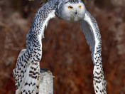 Snowy Owl
