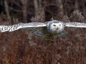 Snowy Owl