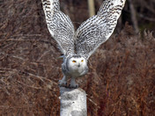 Snowy Owl