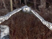 Snowy Owl