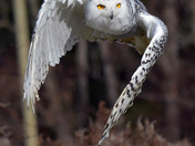 Snowy Owl