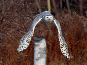 Snowy Owl