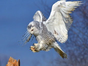 Snowy Owl