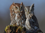 Eastern Screech Owl