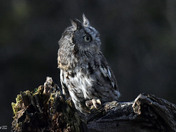 Eastern Screech Owl