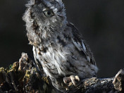 Eastern Screech Owl