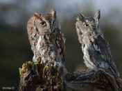 Eastern Screech Owl