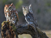 Eastern Screech Owl