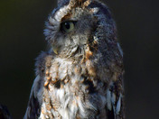 Eastern Screech Owl