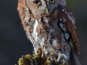 Eastern Screech Owl